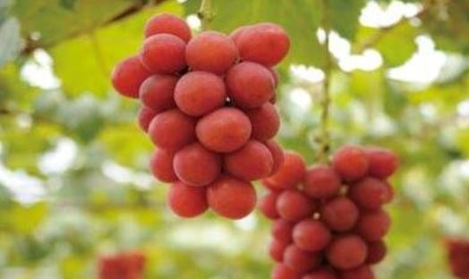 世界上最貴的葡萄 浪漫紅寶石一串6.6萬(日本天價(jià)葡萄)