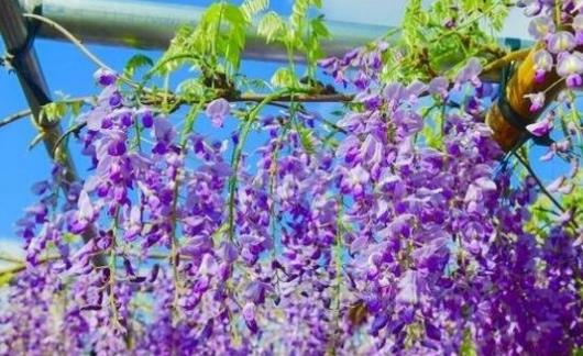 世界上最夢幻的隧道 日本紫藤花隧道恍若置身漫畫世界中