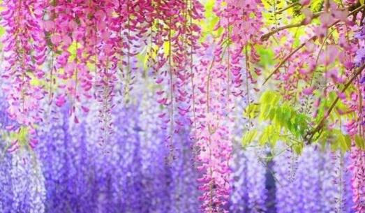 世界上最夢幻的隧道 日本紫藤花隧道恍若置身漫畫世界中
