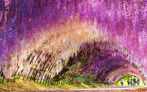 世界上最夢幻的隧道 日本紫藤花隧道恍若置身漫畫世界中