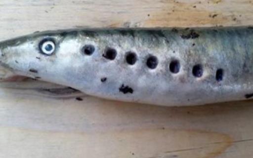 世界上最恐怖的吸血魚 吸血魚很喜歡尿液的味道