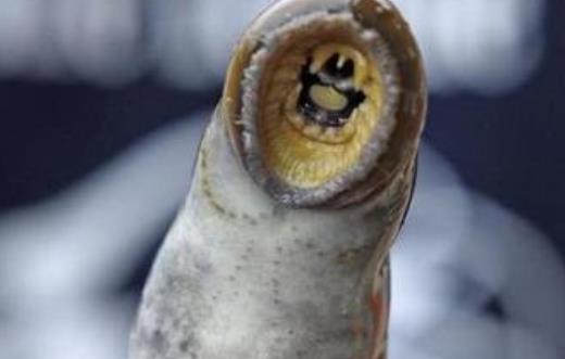 世界上最恐怖的吸血魚 吸血魚很喜歡尿液的味道