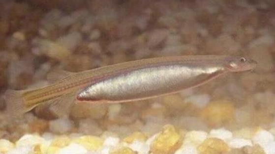 世界上最恐怖的吸血魚 吸血魚很喜歡尿液的味道