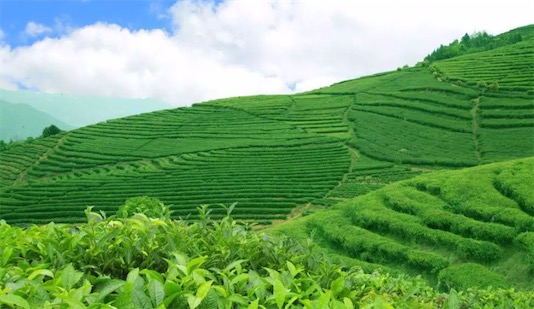 世界最古老茶葉 在漢景帝墓出土 2150年前的茶葉