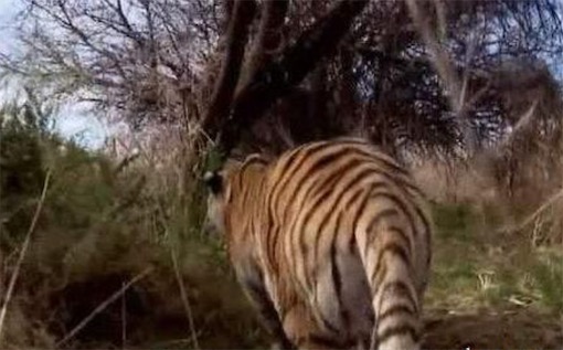 最大的貓科動物 巨虎身長4米重1600斤