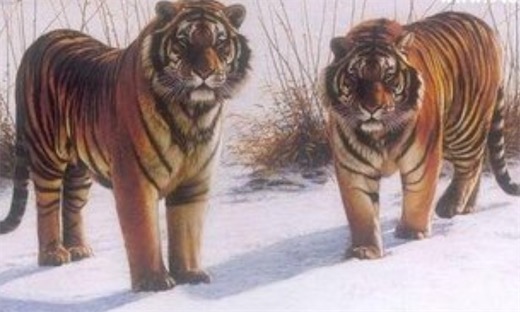 最大的貓科動物 巨虎身長4米重1600斤