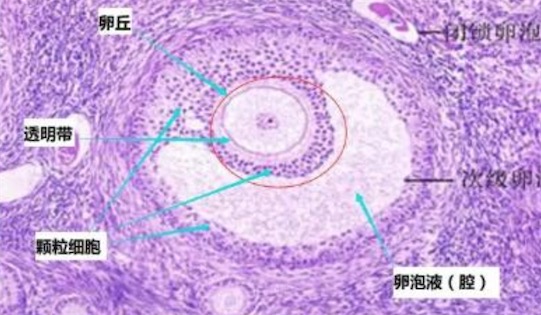 人體最大的細(xì)胞 卵細(xì)胞直徑200微米