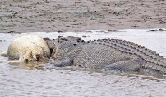 現(xiàn)存世界最大的爬行動物 咸水鱷一般身長4〜5米