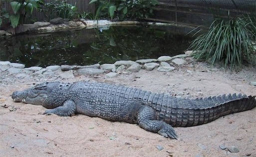 現(xiàn)存世界最大的爬行動物 咸水鱷一般身長4〜5米