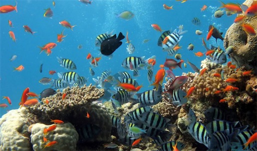 世界最大的水族館 喬治亞水族館內(nèi)部容量約為30000立方米
