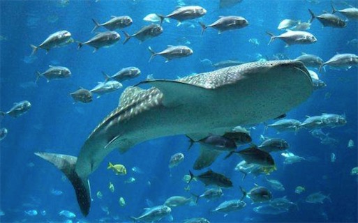 世界最大的水族館 喬治亞水族館內(nèi)部容量約為30000立方米