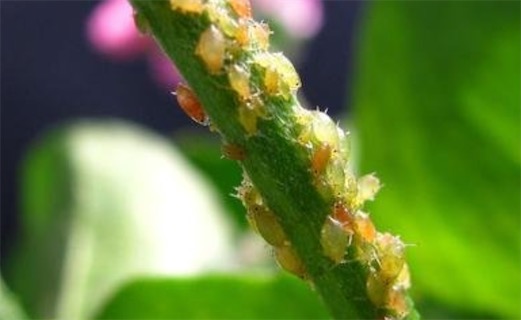繁殖最快的昆蟲(chóng) 一只棉蚜蟲(chóng)一年能繁殖二三十代