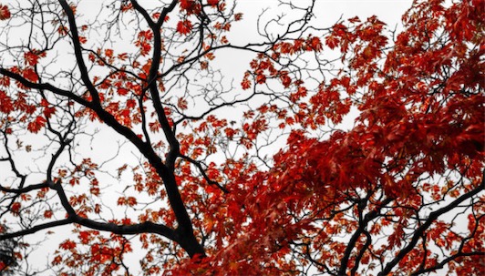 世界上最耐鹽堿的樹 紅樹樹干長期浸泡在海水中