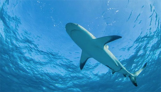 世界最大的格陵蘭鯊 瑞典釣客一桿釣起重達(dá)565公斤格陵蘭鯊