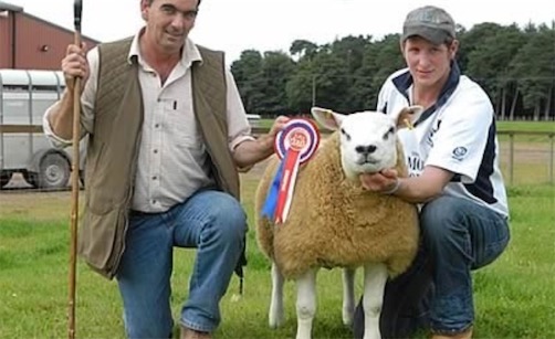 世界最貴的羊 英國蘇格蘭的一只特克塞爾公羊價值347000美元