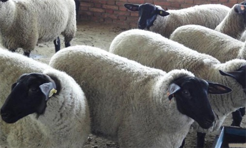 世界最貴的羊 英國蘇格蘭的一只特克塞爾公羊價值347000美元