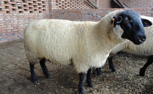 世界最貴的羊 英國蘇格蘭的一只特克塞爾公羊價值347000美元