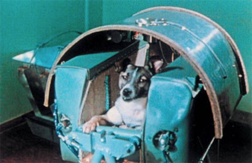 最早登上太空的動物 小狗萊卡1957年升空