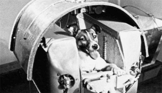 最早登上太空的動物 小狗萊卡1957年升空