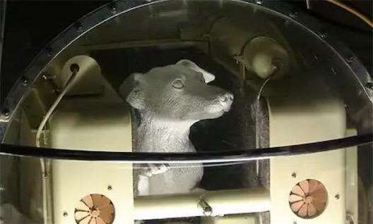 最早登上太空的動物 小狗萊卡1957年升空