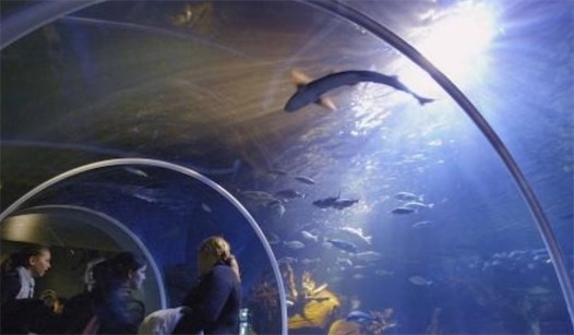 世界上最大的水族箱 柏林一飯店打造8層樓高的巨型水族箱