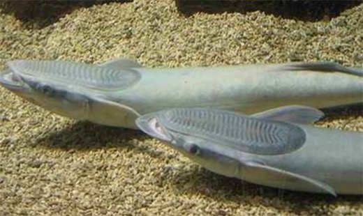 世界上最懶的魚 印魚總是依附在別的動物身上