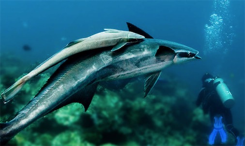 世界上最懶的魚 印魚總是依附在別的動物身上