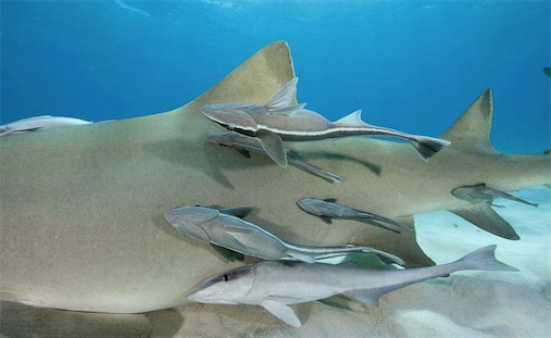 世界上最懶的魚 印魚總是依附在別的動物身上