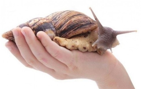 世界上最大的腹足動物 非洲大蝸牛最大則可長到超過20厘米