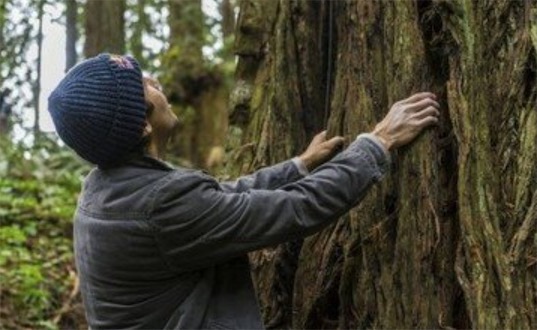 世界最大的杉木樹 臺(tái)灣一杉木6個(gè)人手拉手還抱不過來