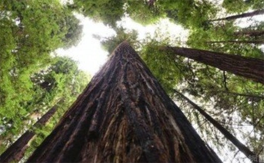 世界最大的杉木樹 臺(tái)灣一杉木6個(gè)人手拉手還抱不過來
