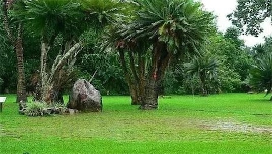 世界上生長(zhǎng)最慢的樹 爾威茲加樹100年才長(zhǎng)高30厘米