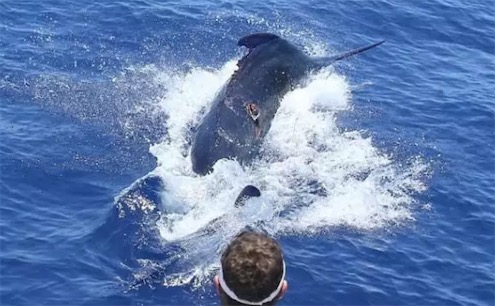 世界最大的藍槍魚 英國酒吧老板捕獲重約644公斤藍槍魚