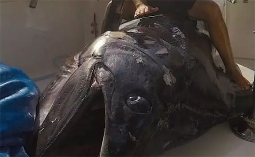 世界最大的藍槍魚 英國酒吧老板捕獲重約644公斤藍槍魚