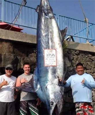 世界最大的藍槍魚 英國酒吧老板捕獲重約644公斤藍槍魚