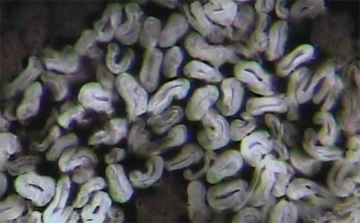 世界最大的植物細(xì)胞 棉纖維最長(zhǎng)的可達(dá)到75毫米