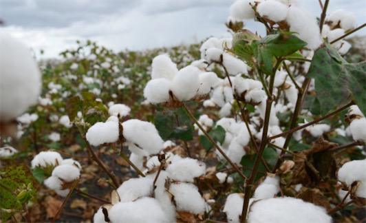 世界最大的植物細(xì)胞 棉纖維最長(zhǎng)的可達(dá)到75毫米