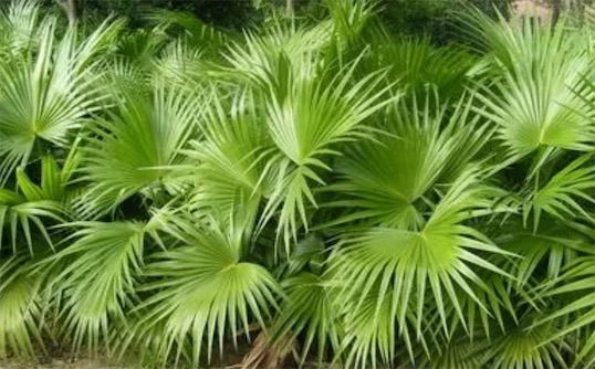 花序最大的木本植物 巨掌棕櫚花序高達(dá)14米