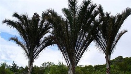 花序最大的木本植物 巨掌棕櫚花序高達(dá)14米