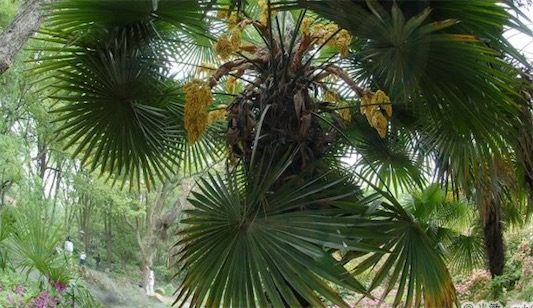 花序最大的木本植物 巨掌棕櫚花序高達(dá)14米