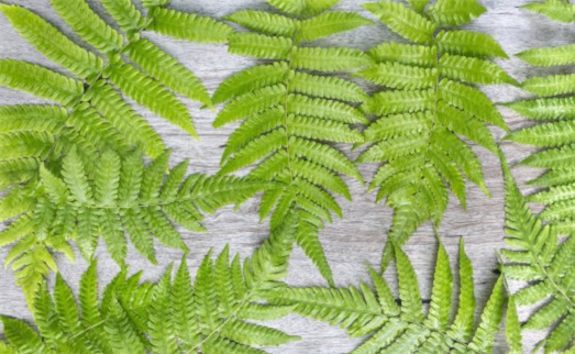 最大的蕨類植物 桫欏莖干高達(dá)6米或更高