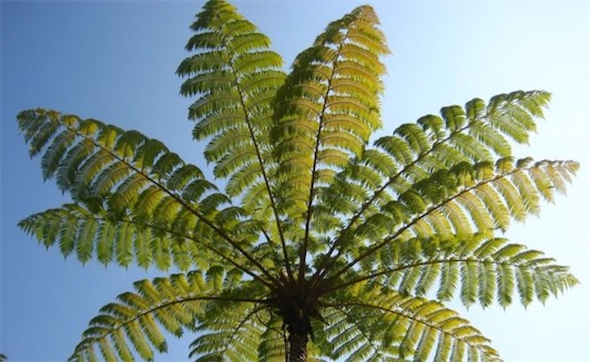 最大的蕨類植物 桫欏莖干高達(dá)6米或更高