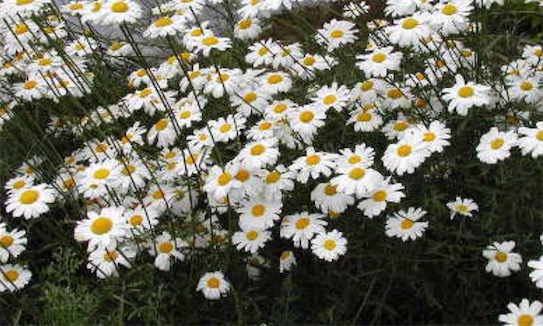 最著名的滅蟲植物 科學(xué)家研究除蟲菊是最有效的天然殺蟲劑