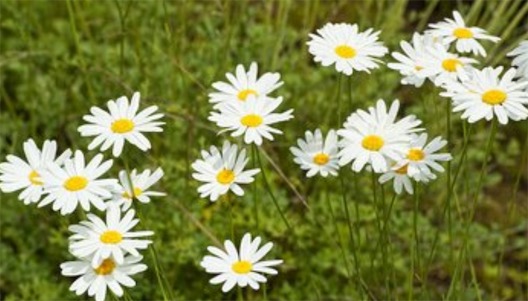 最著名的滅蟲植物 科學(xué)家研究除蟲菊是最有效的天然殺蟲劑
