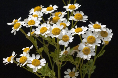 最著名的滅蟲植物 科學(xué)家研究除蟲菊是最有效的天然殺蟲劑