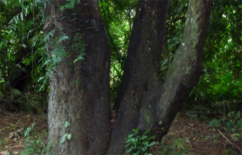 世界最硬的樹 鐵刀木猶如鐵石