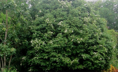 世界最硬的樹 鐵刀木猶如鐵石