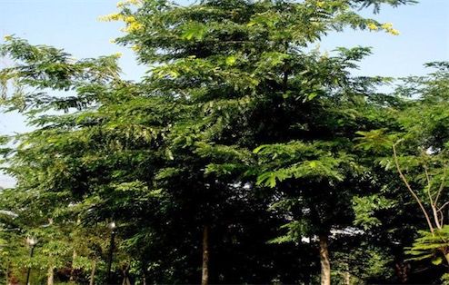 世界最硬的樹 鐵刀木猶如鐵石