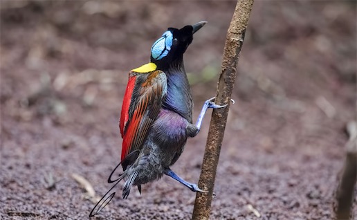 世界上最美的鳥 威氏極樂鳥的美全世界公認