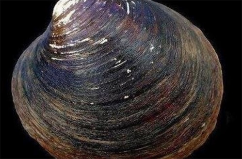 世界上最長(zhǎng)壽的動(dòng)物 北極圓蛤活了507歲